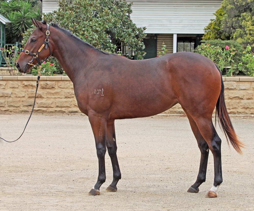 Exceedance (AUS) / She's Miss Devine (AUS) 2023 Filly - Image 1