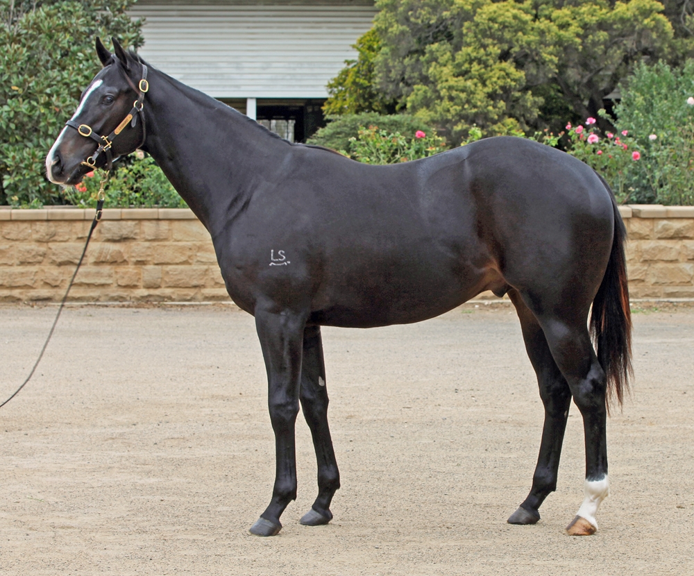 Barbaric (AUS) / Another Potter (AUS) 2023 Colt - Image 1