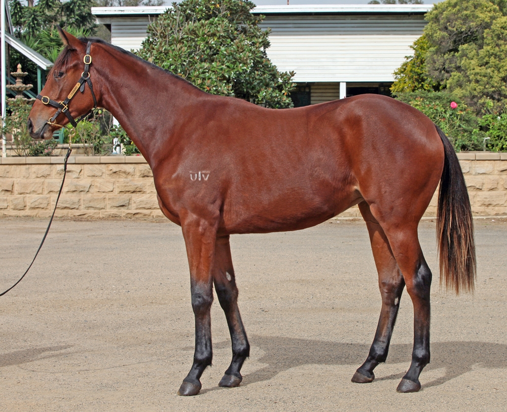 King's Legacy (AUS) / Dreamer's Disease (AUS) 2023 Filly - Image 1