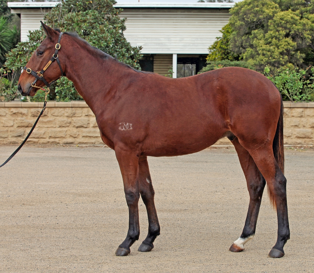 Jonker (AUS) / Just Like Mum (AUS) 2023 Colt - Image 1