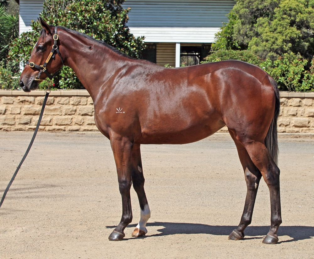 Better Than Ready (AUS) / Ridolfi (AUS) 2023 Filly - Image 1