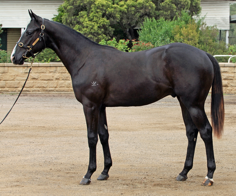 Barbaric (AUS) / Laura Magne (AUS) 2023 Colt - Image 1