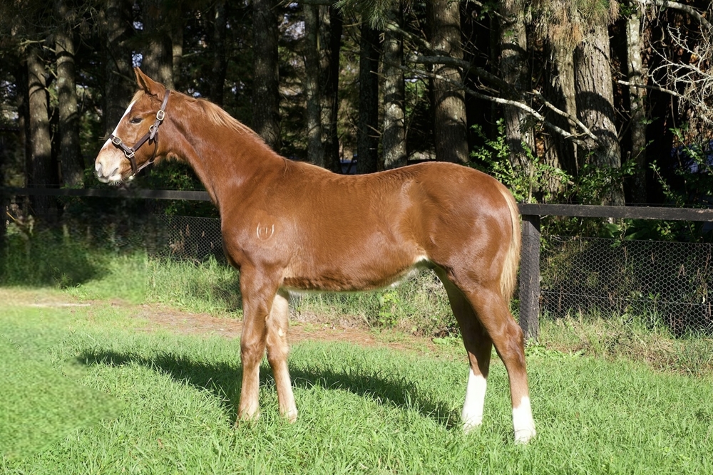 In the Congo (AUS) / That's Amore (AUS) 2024 Colt - Image 1