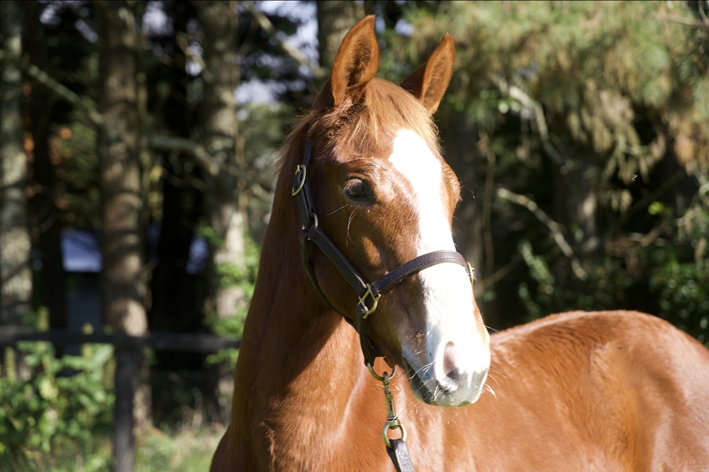 In the Congo (AUS) / That's Amore (AUS) 2024 Colt - Image 2