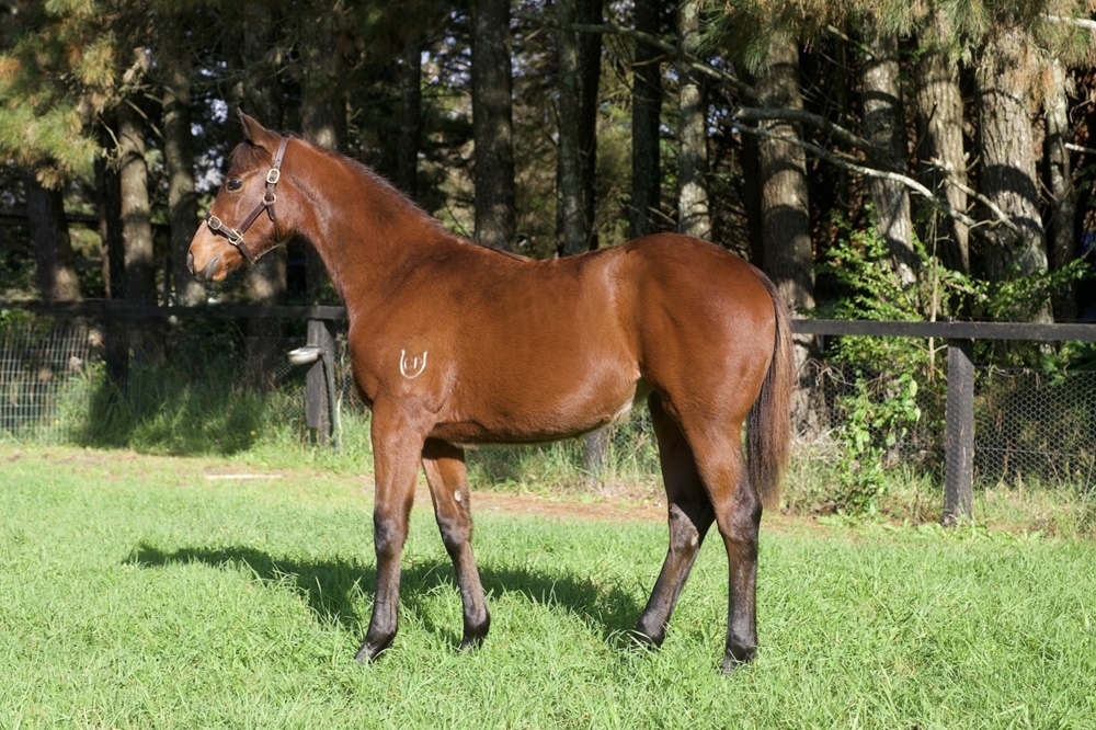 Tassort (AUS) / Bondini (AUS) 2024 Filly - Image 1