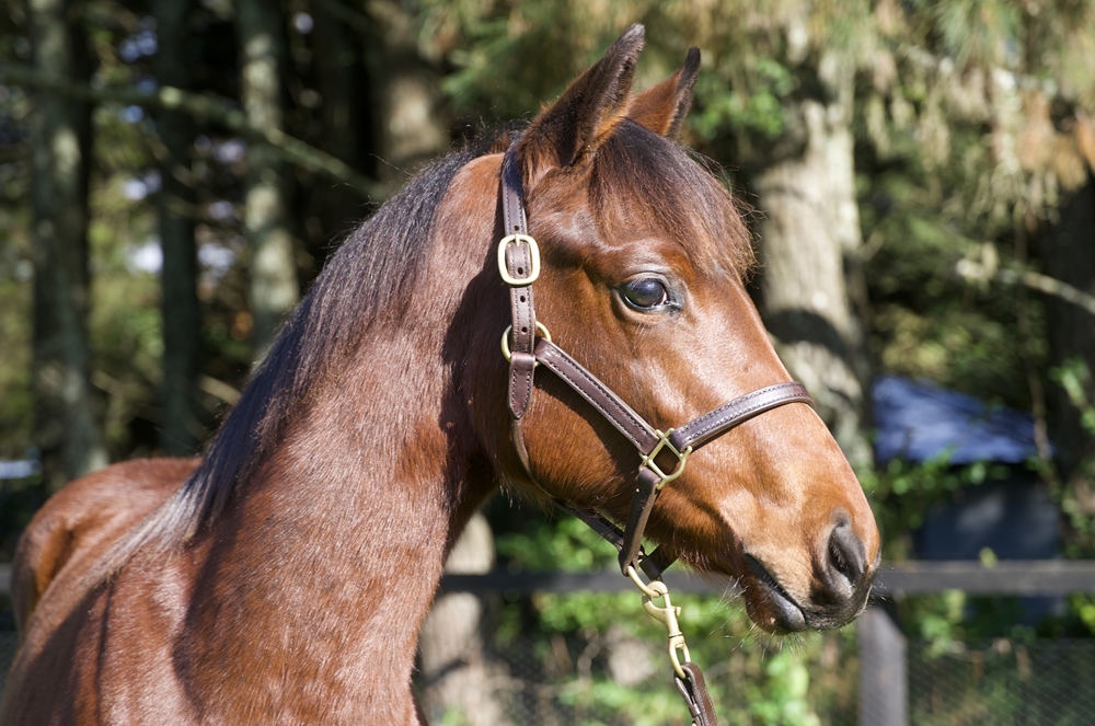 Tassort (AUS) / Bondini (AUS) 2024 Filly - Image 2