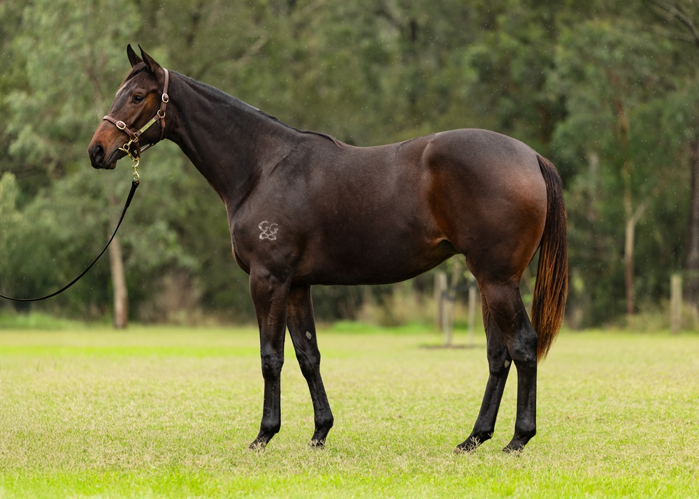 Harry Angel (IRE) / Forever Calm (AUS) 2023 Filly - Image 1