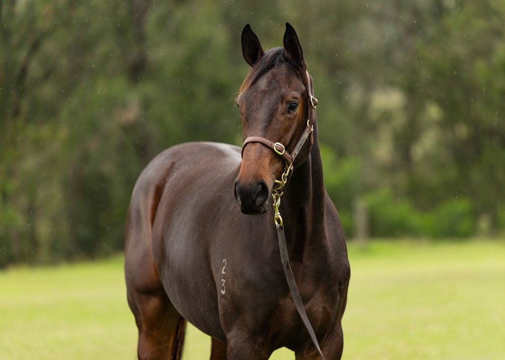Harry Angel (IRE) / Forever Calm (AUS) 2023 Filly - Image 2