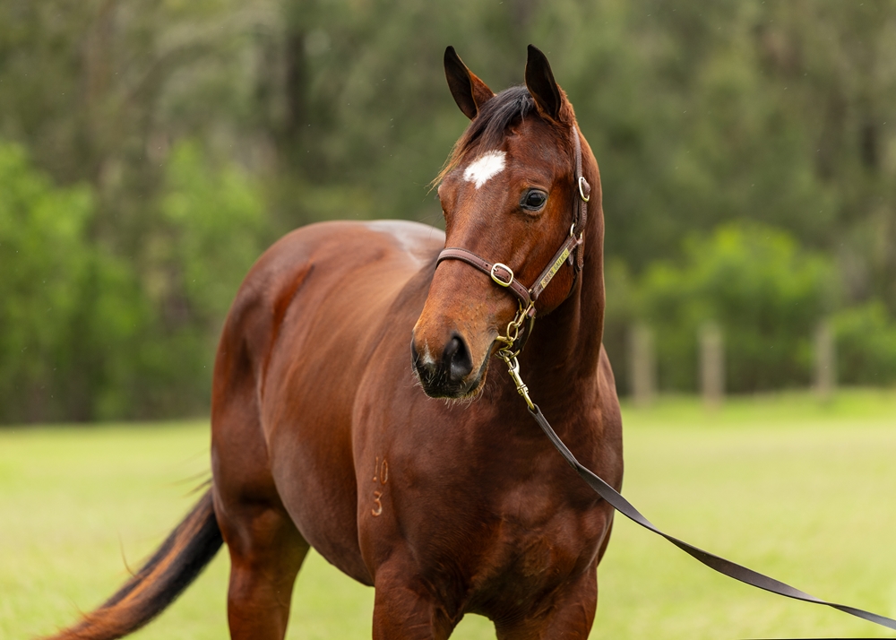 Acrobat (AUS) / Fume Blanc (AUS) 2023 Filly - Image 2