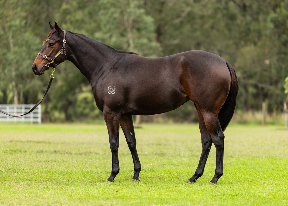 Captivant (AUS) / Popcorn Gall (AUS) 2023 Filly - Image 1