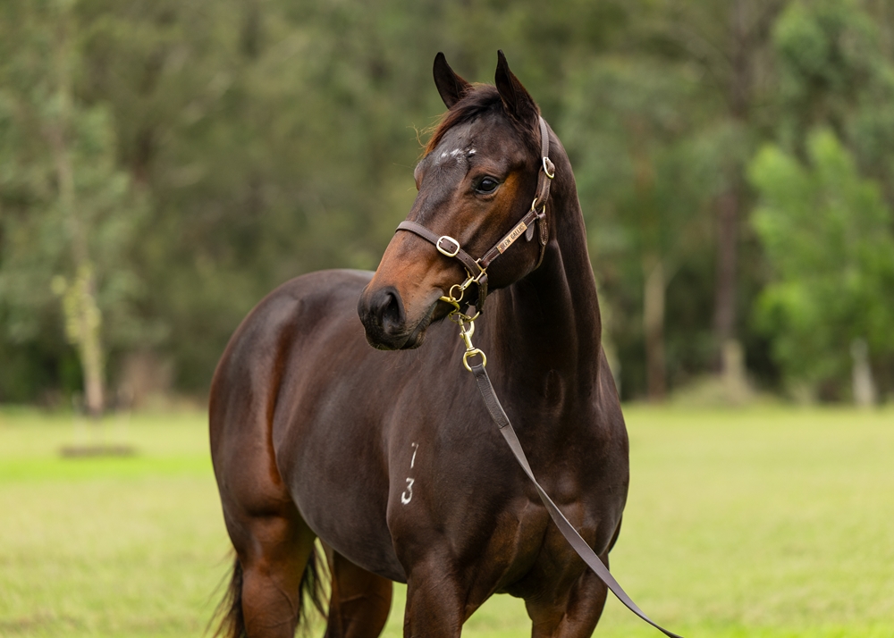 Captivant (AUS) / Popcorn Gall (AUS) 2023 Filly - Image 2