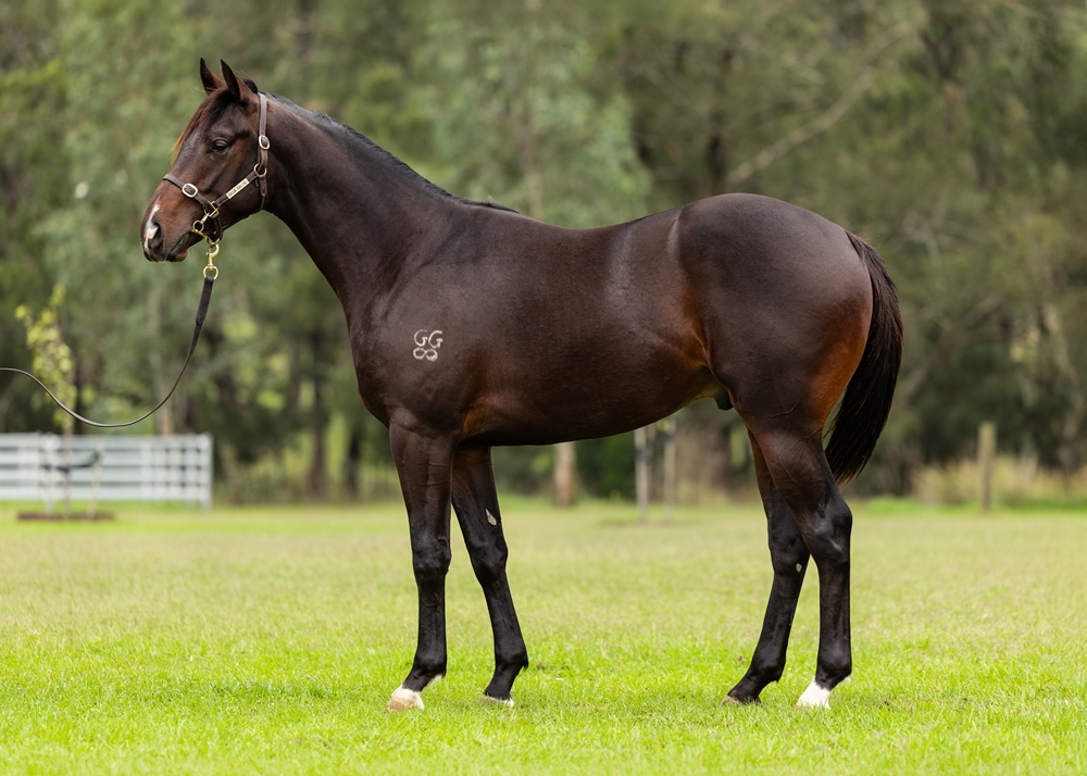 King's Legacy (AUS) / Subservient (AUS) 2023 Colt - Image 1