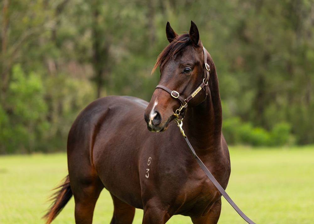 King's Legacy (AUS) / Subservient (AUS) 2023 Colt - Image 2