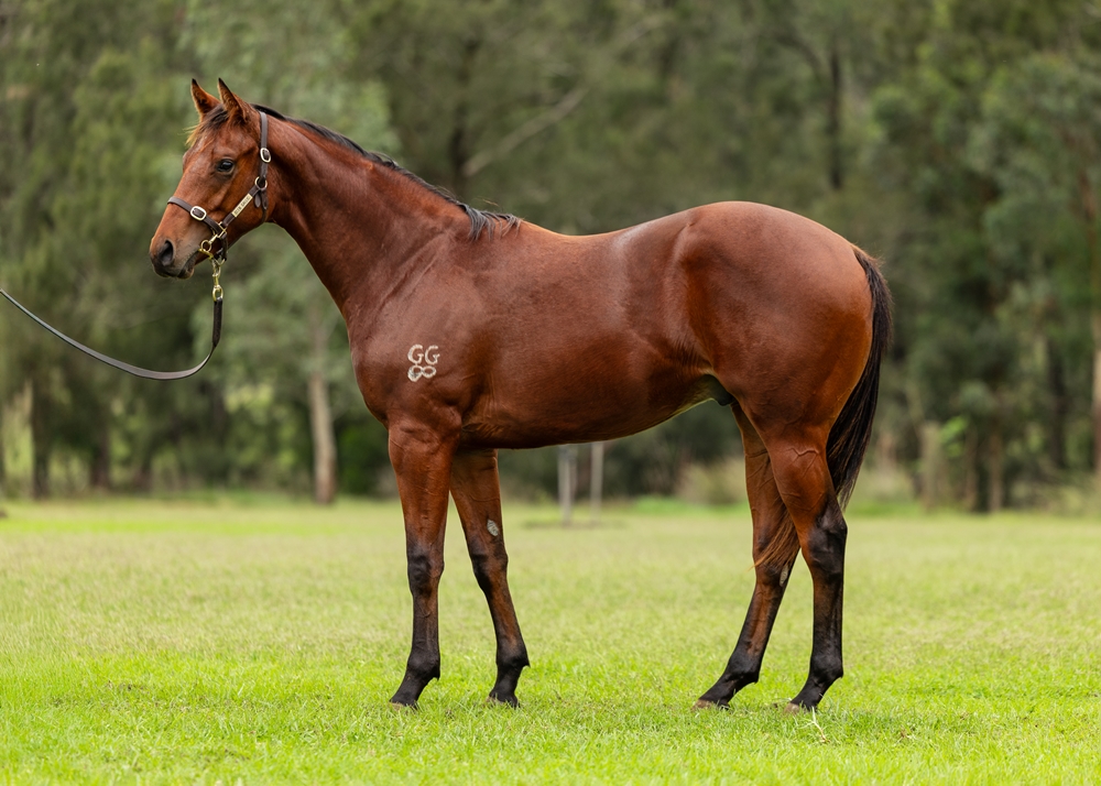 Written By (AUS) / Truly a Beauty (USA) 2023 Colt - Image 1