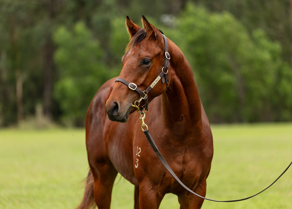 Written By (AUS) / Truly a Beauty (USA) 2023 Colt - Image 2