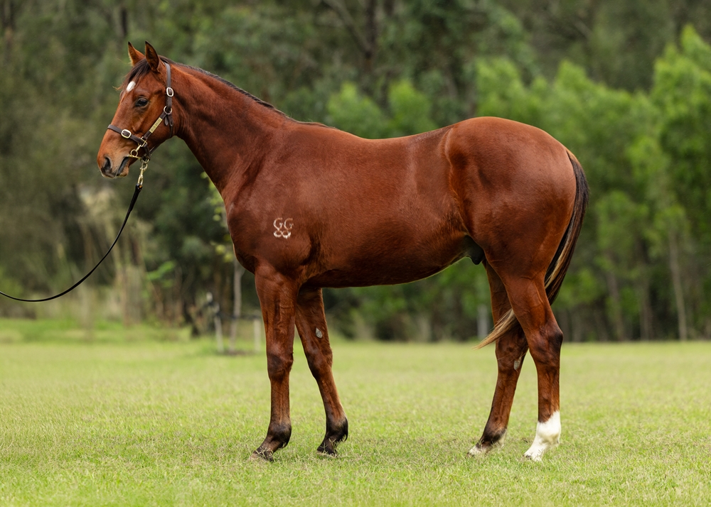 Prague (AUS) / When in Vegas (AUS) 2023 Colt - Image 1