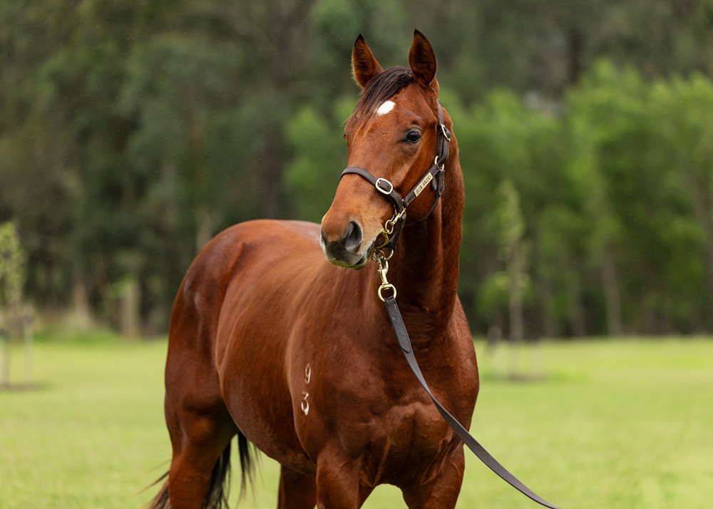 Prague (AUS) / When in Vegas (AUS) 2023 Colt - Image 2