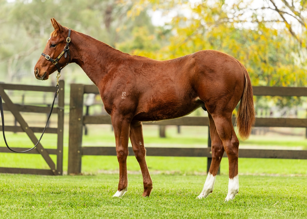 Capitalist (AUS) / In This Life (AUS) 2024 Colt - Image 1