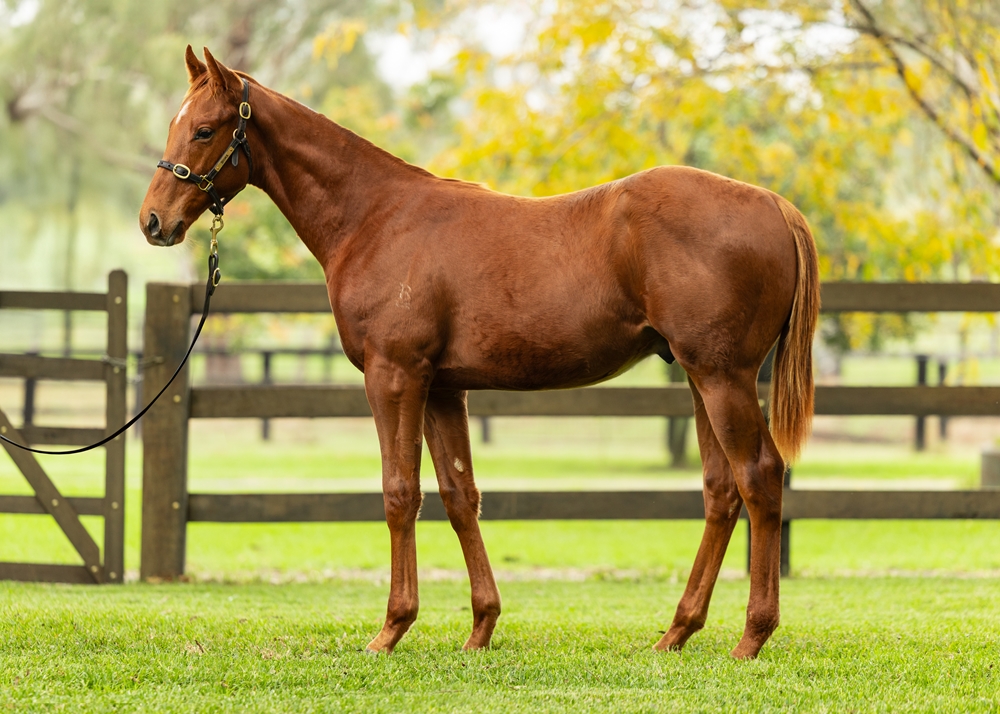 Harry Angel (IRE) / Name of the Rose (AUS) 2024 Colt - Image 1