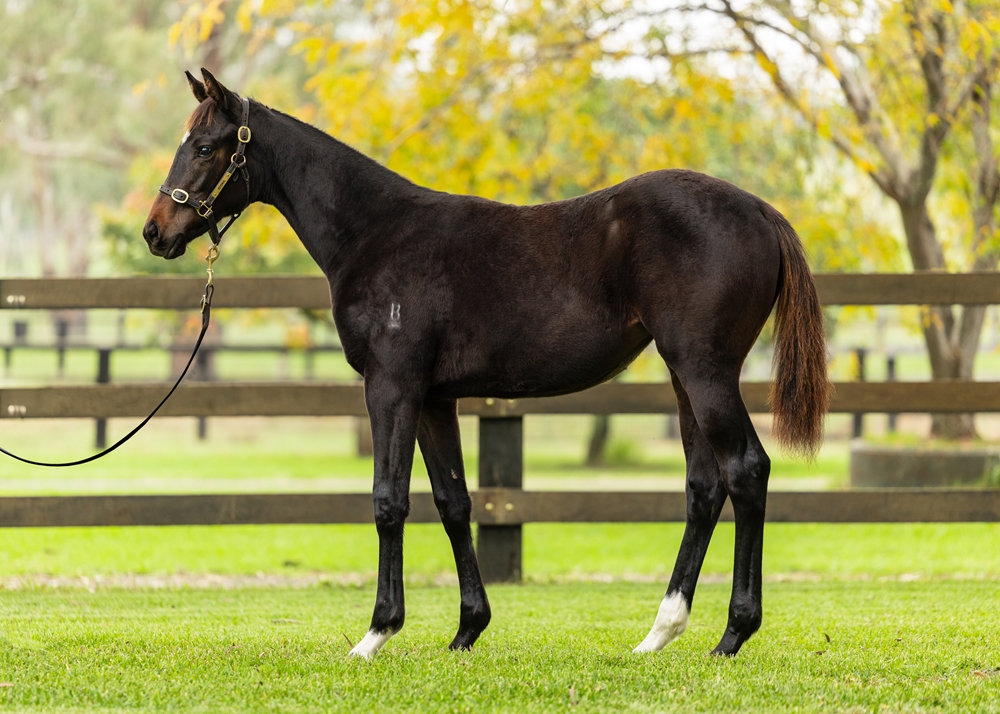 Exceedance (AUS) / She's a Vamp (AUS) 2024 Filly - Image 1