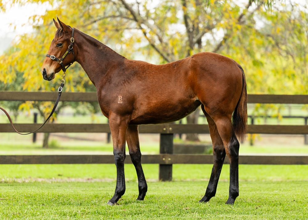 Doubtland (AUS) / Star of Eden (AUS) 2024 Filly - Image 1