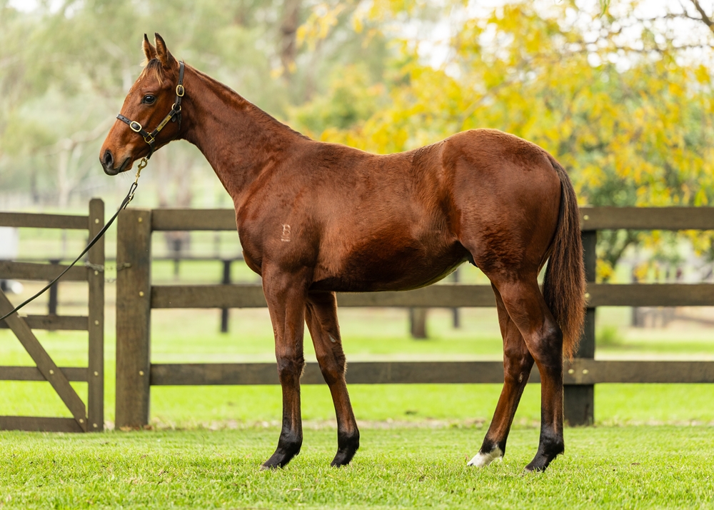 All Too Hard (AUS) / Athens (AUS) 2024 Colt - Image 1