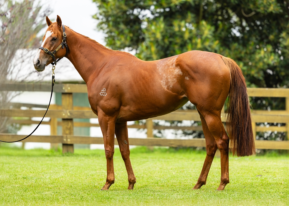 Sans Doute (AUS) - Image 1