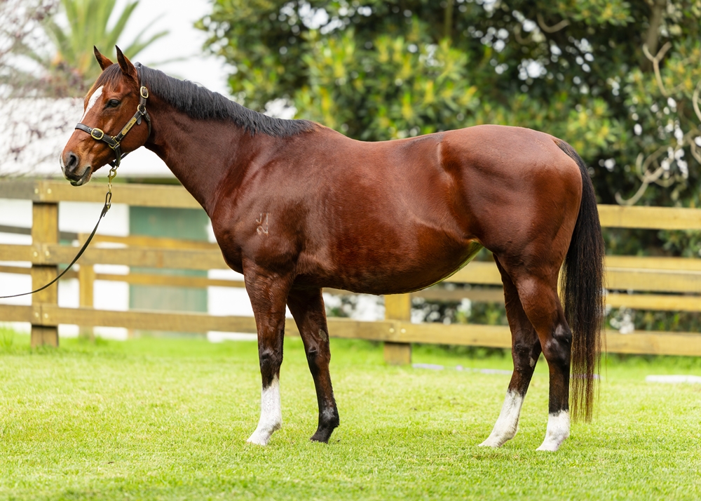 Yee Hing Princess (AUS) - Image 1