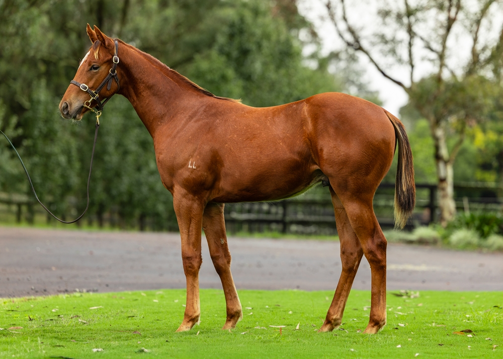 Written By (AUS) / Mum's Fault (AUS) 2024 Colt - Image 1