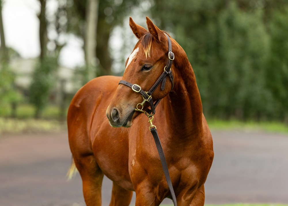 Written By (AUS) / Mum's Fault (AUS) 2024 Colt - Image 2
