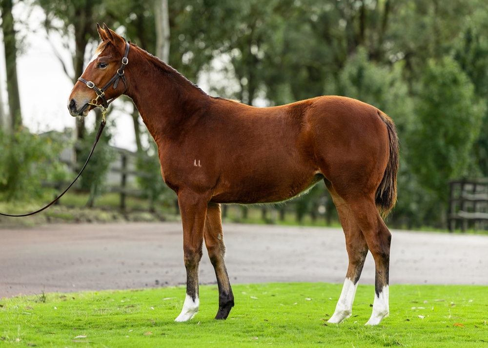 Maurice (JPN) / Obscene (AUS) 2024 Filly - Image 1