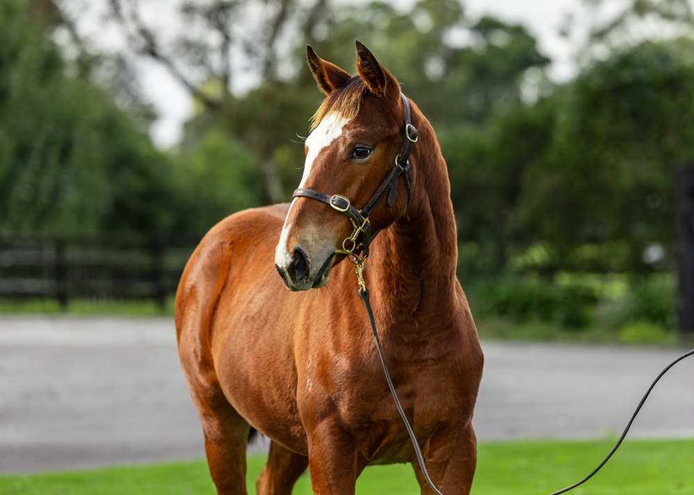 Maurice (JPN) / Obscene (AUS) 2024 Filly - Image 2