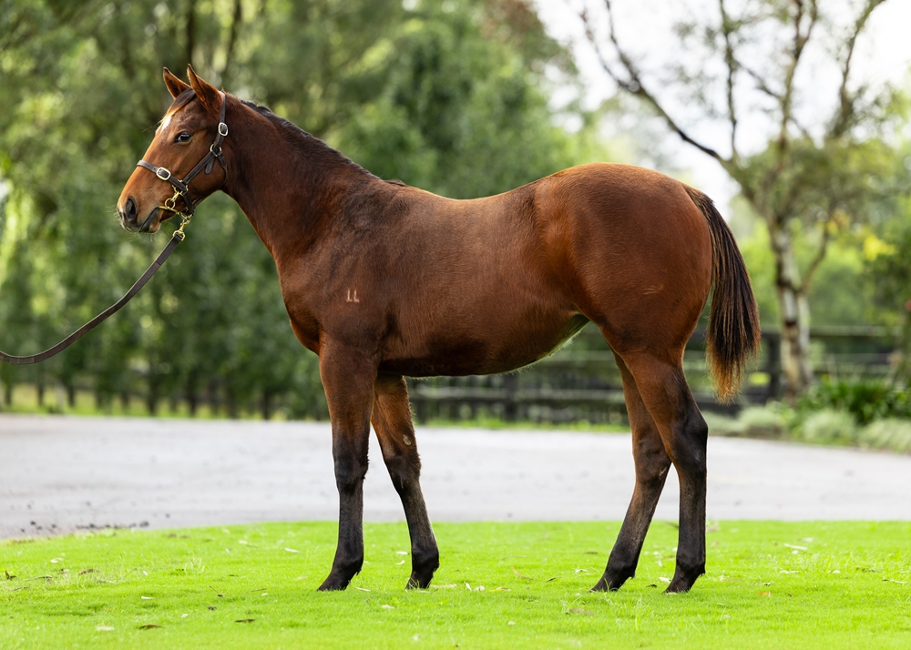 Farnan (AUS) / Champ Elect (AUS) 2024 Filly - Image 1
