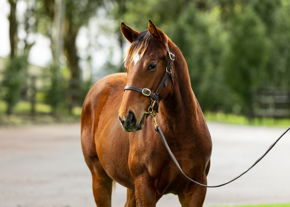 Farnan (AUS) / Champ Elect (AUS) 2024 Filly - Image 2
