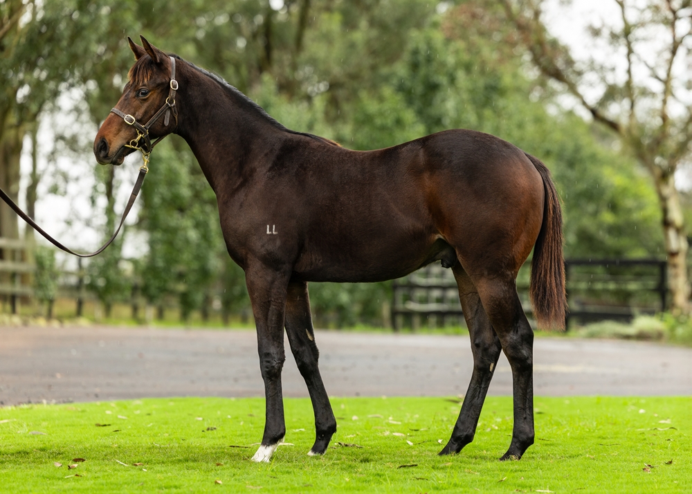 North Pacific (AUS) / Powerplay (NZ) 2024 Colt - Image 1
