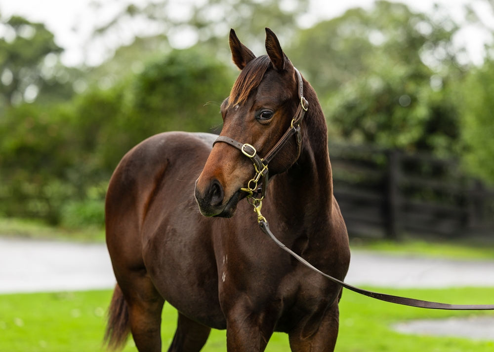 North Pacific (AUS) / Powerplay (NZ) 2024 Colt - Image 2