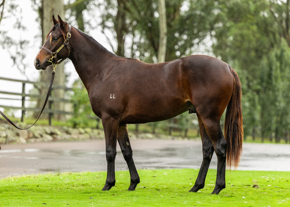 Trapeze Artist (AUS) / Global Thinking (AUS) 2023 Colt - Image 1