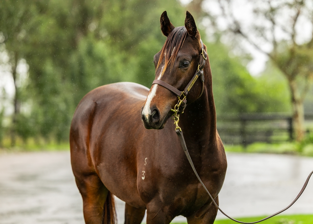 Trapeze Artist (AUS) / Global Thinking (AUS) 2023 Colt - Image 2
