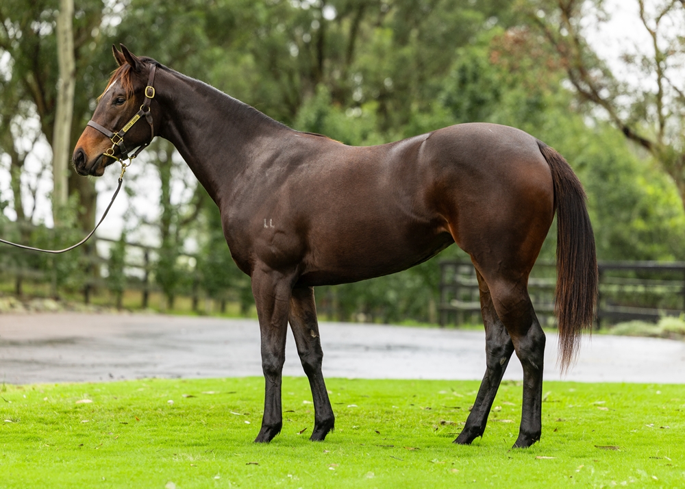 Hellbent (AUS) / Mum's Fault (AUS) 2023 Filly - Image 1