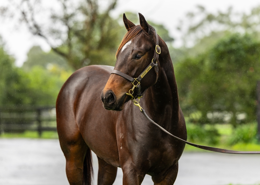 Hellbent (AUS) / Mum's Fault (AUS) 2023 Filly - Image 2