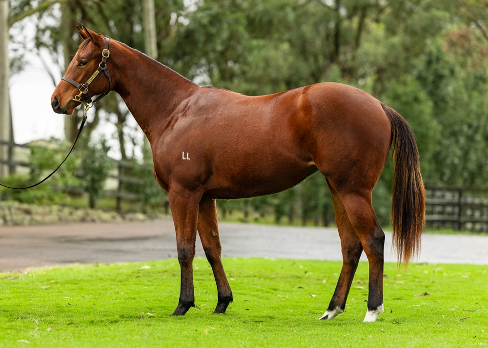 Capitalist (AUS) / Readycatgo (AUS) 2023 Filly - Image 1