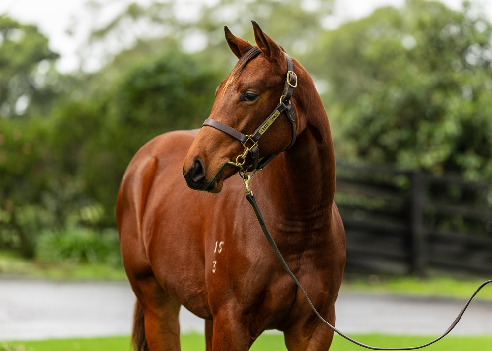Capitalist (AUS) / Readycatgo (AUS) 2023 Filly - Image 2