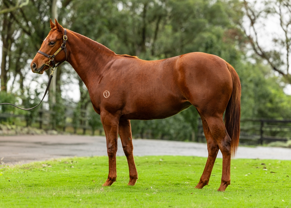 Per Incanto (USA) / Ana d'Or (NZ) 2023 Filly - Image 1