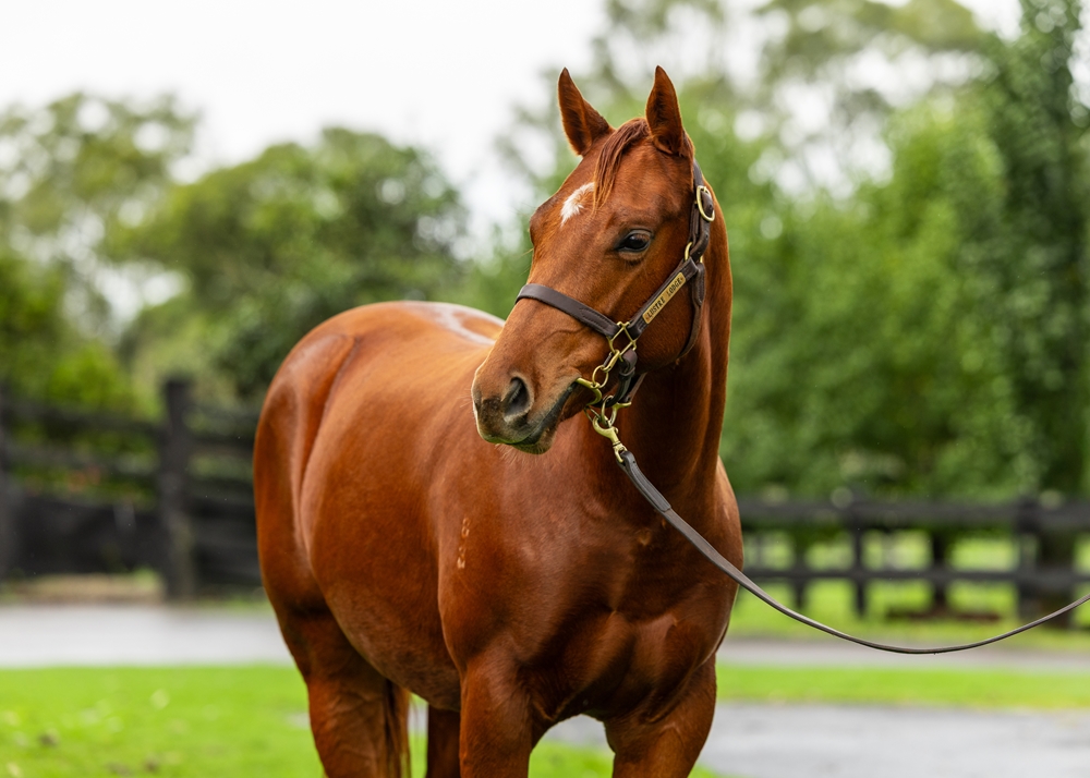 Per Incanto (USA) / Ana d'Or (NZ) 2023 Filly - Image 2