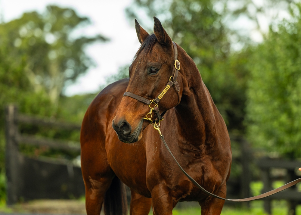 Fast Gal (AUS) - Image 2