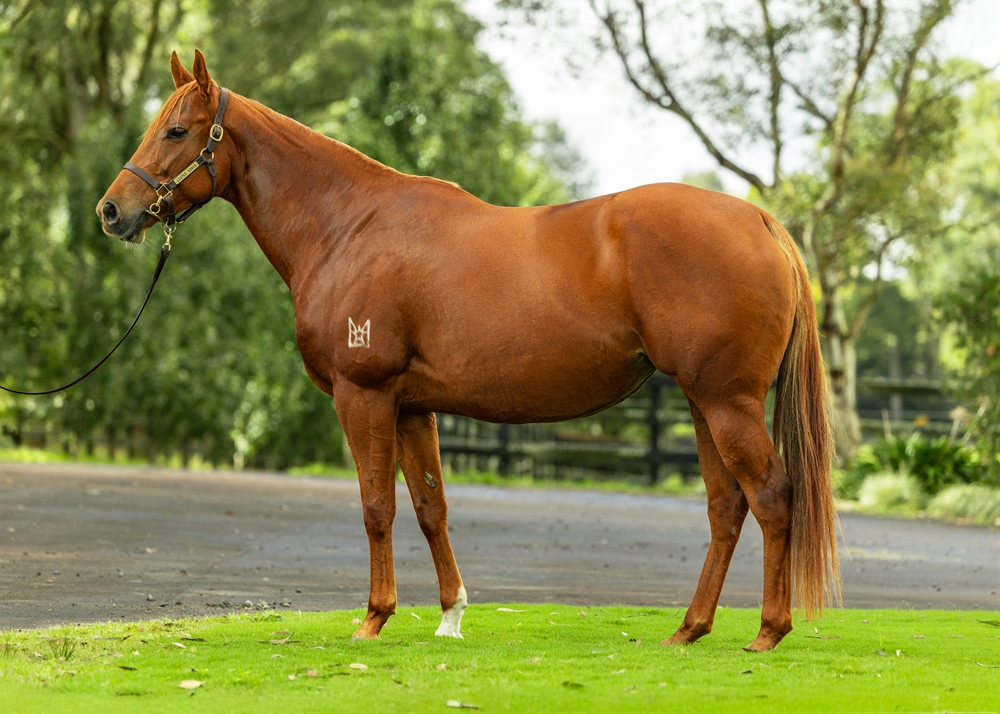 Sneaky Paige (AUS) - Image 1