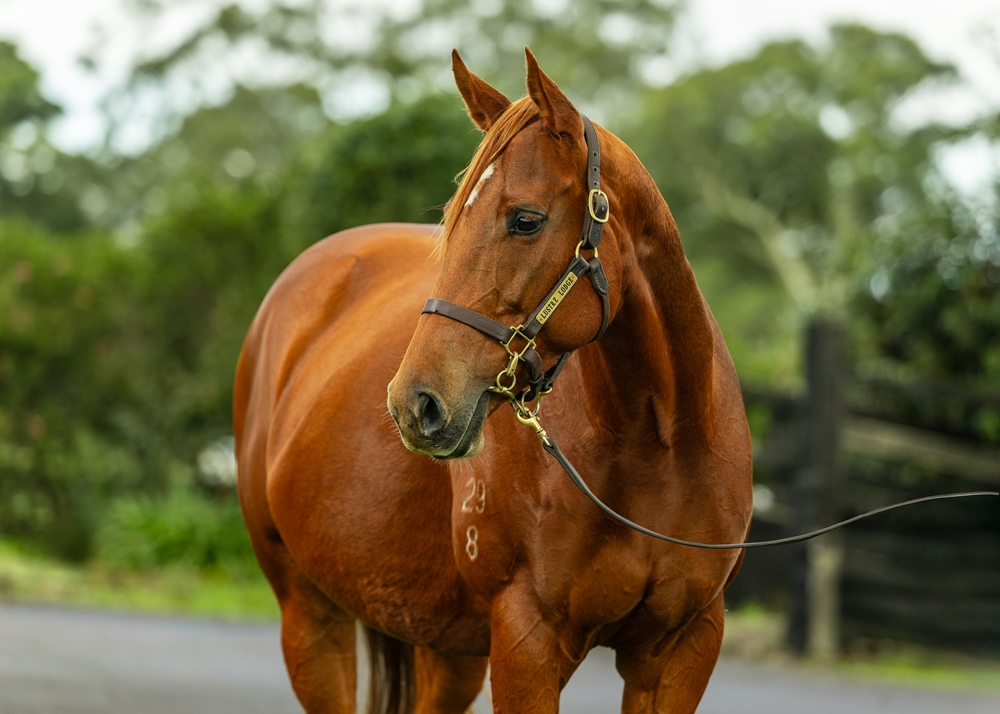 Sneaky Paige (AUS) - Image 2