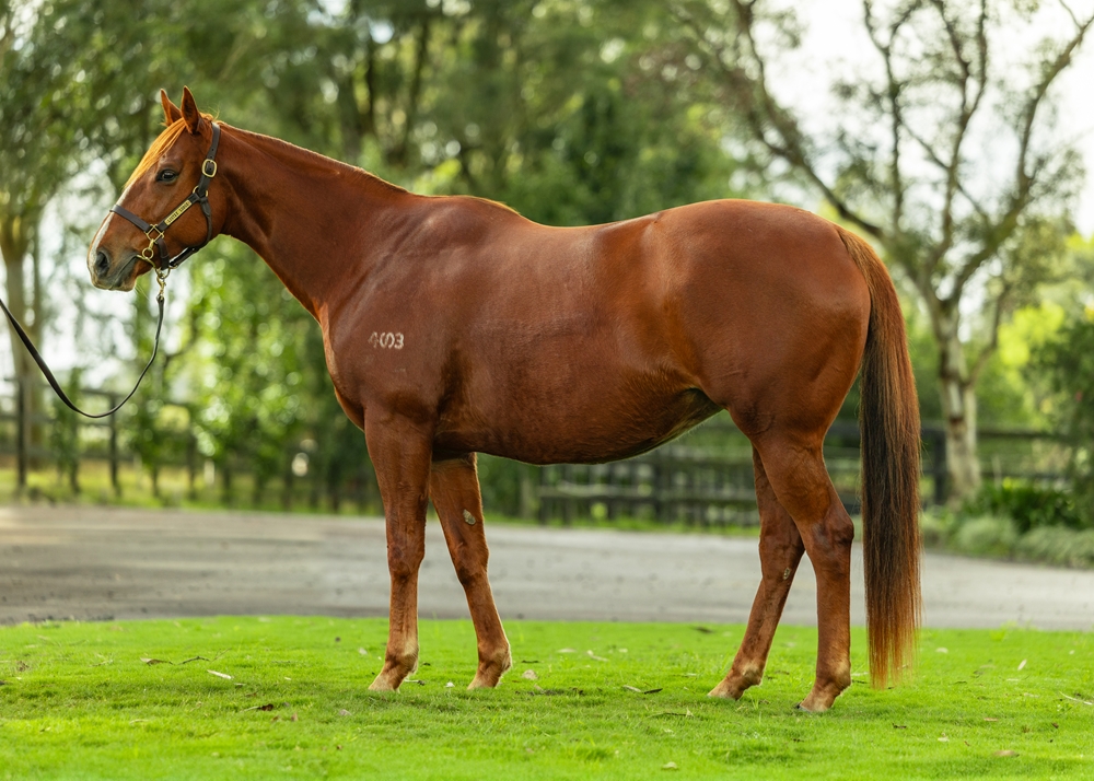 Zelady Luck (AUS) - Image 1