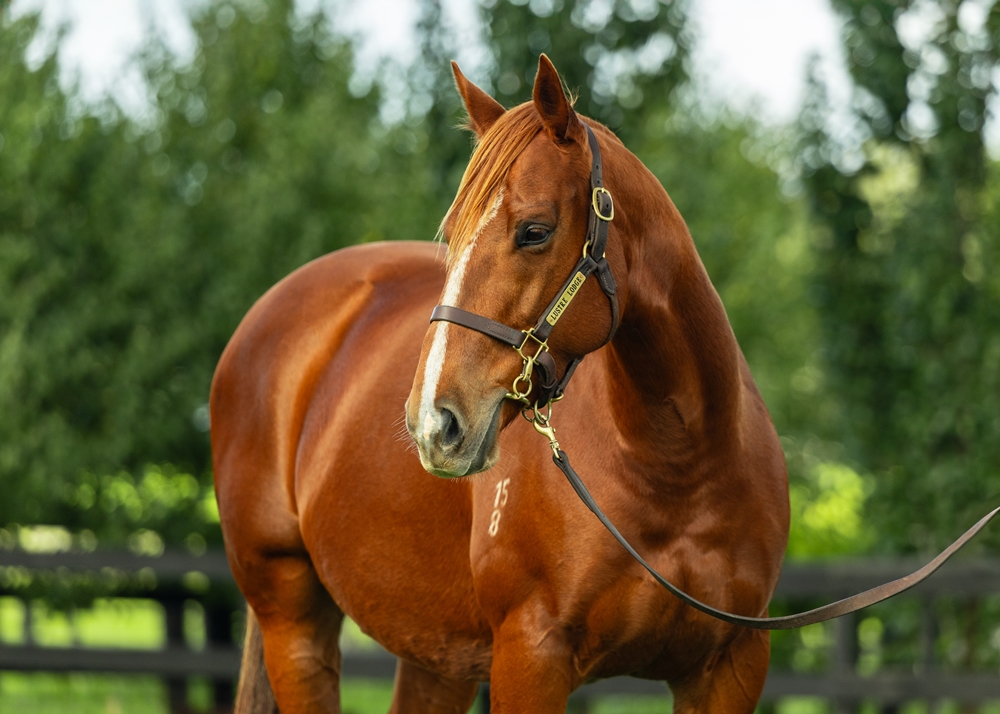 Zelady Luck (AUS) - Image 2