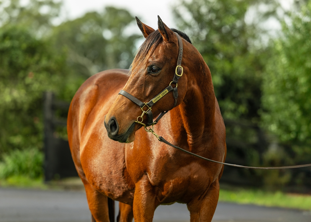 My True Love (AUS) - Image 2